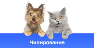 chip_banner-1