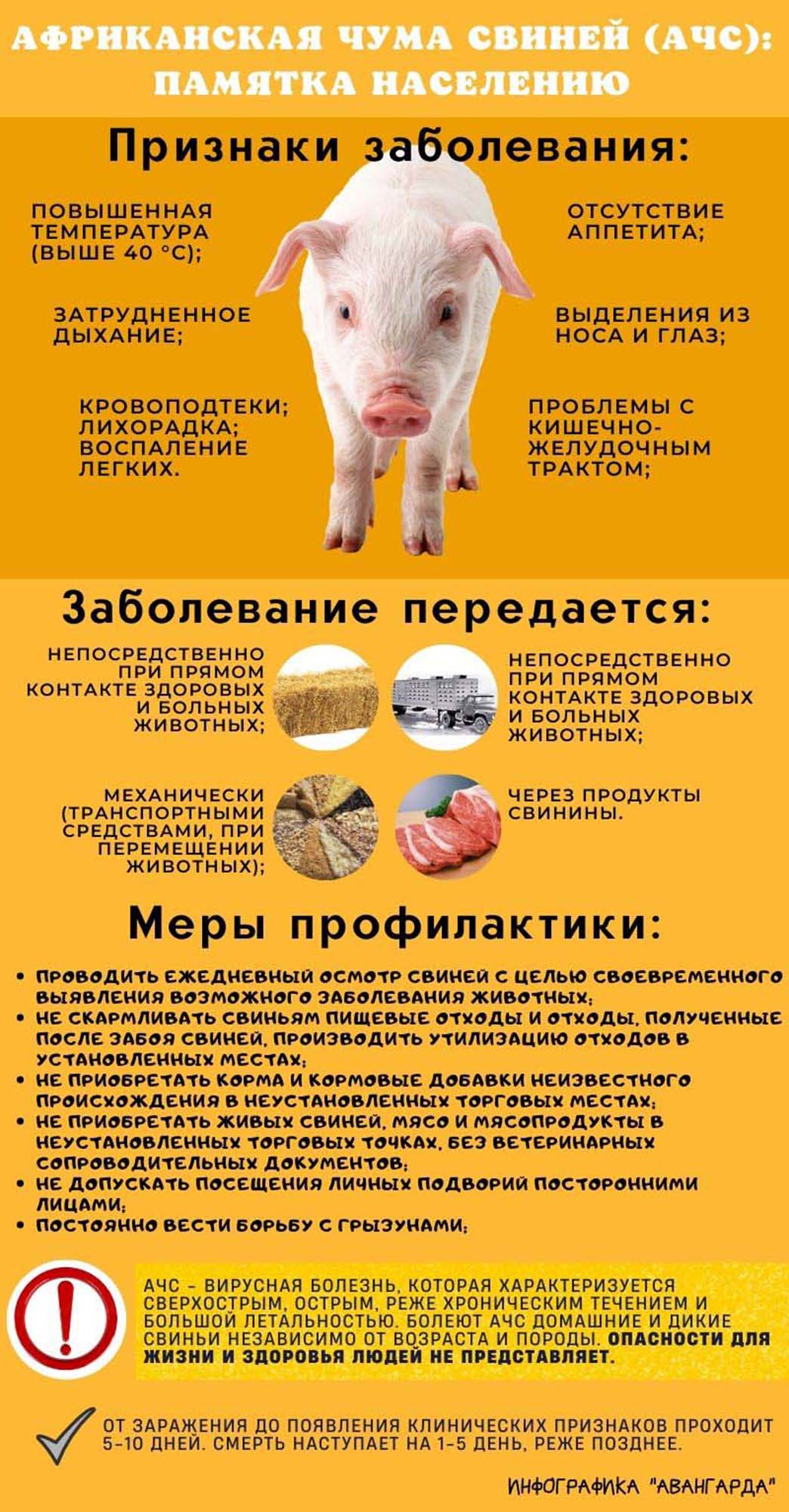 Как выглядит африканская чума у свиней