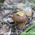 Минлесхоз напомнил о правилах сбора грибов и ягод