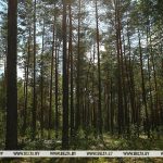 Ограничения на посещение лесов действуют в 106 районах страны