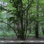 Ограничения на посещение лесов действуют в 63 районах страны