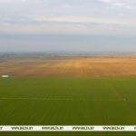 Озимые в Беларуси от малоснежной зимы не пострадали