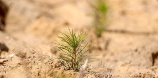 Минлесхоз: сезон весенней посадки леса завершен