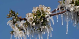 Как защитить сад и огород от весенних заморозков?