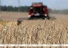 В Беларуси собрано 10 млн тонн зерна с учетом рапса и кукурузы