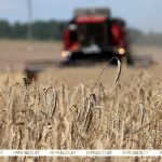 В Беларуси собрано 10 млн тонн зерна с учетом рапса и кукурузы