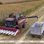 Свыше 10,1 млн тонн зерна с рапсом и кукурузой намолотили в Беларуси