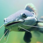 С 1 ноября вводится запрет на вылов сома обыкновенного