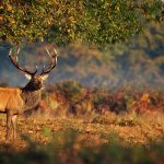 Наступила пора осенних охот: что нужно помнить охотнику