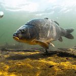 Как зимуют рыбы: способы зимовки и особенности поведения