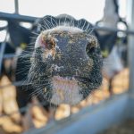 С 3 по 23 ноября на Гомельщине объявлен месячник безопасности в отрасли животноводства