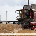 В Беларуси намолочено 10,4 млн тонн зерна с учетом рапса и кукурузы