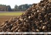 Свыше 5 млн тонн сахарной свеклы накопано в Беларуси