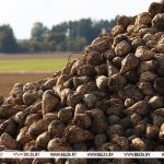 Свыше 5 млн тонн сахарной свеклы накопано в Беларуси