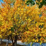 На абрыкосе