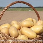 Беларусь собрала урожай картофеля: внутренний рынок обеспечен с избытком