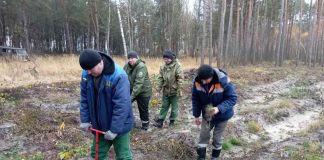 Работники Буда-Кошелевского опытного лесхоза сегодня трудятся на дополнении лесных культур