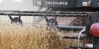 Свыше 11,1 млн т зерна с учетом рапса и кукурузы собрали в Беларуси