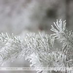Когда в Беларуси ждать первых ощутимых зимних морозов, рассказали синоптики