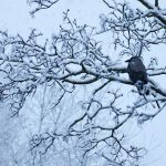 Красный уровень опасности объявлен в Беларуси 9 января