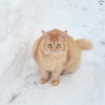 Что нужно знать о правилах содержания домашних животных