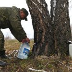Минприроды напомнило, где можно собирать березовый сок