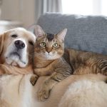 Как зарегистрировать собаку или кошку в Буда‑Кошелеве: пошаговая инструкция