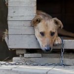 Кто в Беларуси освобожден от уплаты налога на собаку
