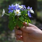 Районная инспекция природных ресурсов и охраны окружающей среды призывает жителей района отказаться от сбора, покупки первоцветов и черемши