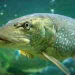 С 1 марта 2026 года на водоемах Гомельщины начался запрет на лов щуки