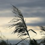 Буда-Кошелевский РОЧС напоминает о факторах опасности при усилении ветра