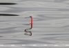 Запрет на лов сома вводится по всей Беларуси