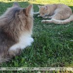 В Китае разработали ИИ-ошейник, позволяющий лучше понимать кошек и собак