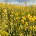 Штраф за фото в рапсе: в каких случаях грозит наказание и как не нарушить закон