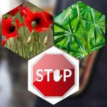 С 1 июня по 15 сентября на Будакошелевщине будет проводиться специальная программа «Мак»