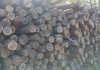 В Гомельской области заготовленная дорожниками деловая древесина пролежала два года и пришла в негодность