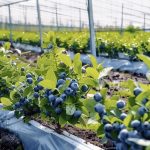 Минсельхозпрод объявил конкурс на посадку и уход за ягодными культурами