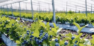 Минсельхозпрод объявил конкурс на посадку и уход за ягодными культурами