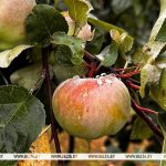 Без дождей не обойдется? Чего белорусам ждать от погоды 21-26 июля