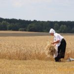 Жніво