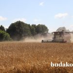 За каждое зернышко, каждый колос – толокой!