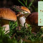 Карта грибных мест Беларуси 2026: куда ехать за боровиками — лучшие леса и районы