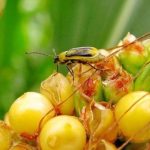 Западный кукурузный жук: скрытая угроза урожаю