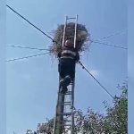 В Буда-Кошелевском районе спасатели помогли аисту