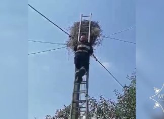 В Буда-Кошелевском районе спасатели помогли аисту