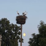 Символ мира на просторах Будакошелевщины