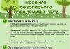 Правила безопасного поведения в лесу