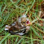 Буда-Кошелевская инспекция природных ресурсов и охраны окружающей среды напоминает: слеток на земле — это не ЧС