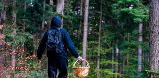 Как не потеряться в лесу в грибной сезон